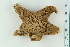  ( - ZMBN_116623)  @11 [ ] CreativeCommons - Attribution Non-Commercial Share-Alike (2017) University of Bergen Natural History Collections