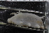  (Elpidia belyaevi - ZMBN_116625)  @11 [ ] CreativeCommons - Attribution Non-Commercial Share-Alike (2017) University of Bergen Natural History Collections