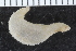  ( - ZMBN_116638)  @11 [ ] CreativeCommons - Attribution Non-Commercial Share-Alike (2017) University of Bergen Natural History Collections