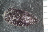  ( - ZMBN_116652)  @11 [ ] CreativeCommons - Attribution Non-Commercial Share-Alike (2017) University of Bergen Natural History Collections
