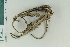  ( - ZMBN_116660)  @11 [ ] CreativeCommons - Attribution Non-Commercial Share-Alike (2017) University of Bergen Natural History Collections