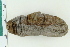  (Molpadia borealis - ZMBN_116661)  @11 [ ] CreativeCommons - Attribution Non-Commercial Share-Alike (2017) University of Bergen Natural History Collections