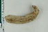 ( - ZMBN_116670)  @11 [ ] CreativeCommons - Attribution Non-Commercial Share-Alike (2017) University of Bergen Natural History Collections