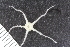  ( - ZMBN_120525)  @11 [ ] CreativeCommons - Attribution Non-Commercial Share-Alike (2018) University of Bergen Natural History Collections