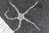  ( - ZMBN_120525)  @11 [ ] CreativeCommons - Attribution Non-Commercial Share-Alike (2018) University of Bergen Natural History Collections