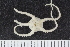  ( - ZMBN_120527)  @11 [ ] CreativeCommons - Attribution Non-Commercial Share-Alike (2018) University of Bergen Natural History Collections