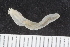  ( - ZMBN_120534)  @11 [ ] CreativeCommons - Attribution Non-Commercial Share-Alike (2018) University of Bergen Natural History Collections