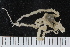  ( - ZMBN_120548)  @11 [ ] CreativeCommons - Attribution Non-Commercial Share-Alike (2018) University of Bergen Natural History Collections