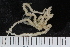  ( - ZMBN_120548)  @11 [ ] CreativeCommons - Attribution Non-Commercial Share-Alike (2018) University of Bergen Natural History Collections