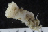  (Myriotrochus theeli - ZMBN_120551)  @11 [ ] CreativeCommons - Attribution Non-Commercial Share-Alike (2018) University of Bergen Natural History Collections
