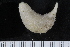  (Pseudothyone raphanus - ZMBN_120552)  @11 [ ] CreativeCommons - Attribution Non-Commercial Share-Alike (2018) University of Bergen Natural History Collections