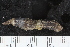  ( - ZMBN_120563)  @11 [ ] CreativeCommons - Attribution Non-Commercial Share-Alike (2018) University of Bergen Natural History Collections