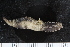  ( - ZMBN_120563)  @11 [ ] CreativeCommons - Attribution Non-Commercial Share-Alike (2018) University of Bergen Natural History Collections