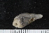  ( - ZMBN_120565)  @11 [ ] CreativeCommons - Attribution Non-Commercial Share-Alike (2018) University of Bergen Natural History Collections