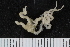  ( - ZMBN_120575)  @11 [ ] CreativeCommons - Attribution Non-Commercial Share-Alike (2018) University of Bergen Natural History Collections