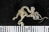  ( - ZMBN_120575)  @11 [ ] CreativeCommons - Attribution Non-Commercial Share-Alike (2018) University of Bergen Natural History Collections