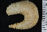  ( - ZMBN_120582)  @11 [ ] CreativeCommons - Attribution Non-Commercial Share-Alike (2018) University of Bergen Natural History Collections