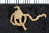  ( - ZMBN_84768)  @11 [ ] CreativeCommons - Attribution Non-Commercial Share-Alike (2017) University of Bergen Natural History Collections