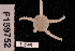  (Ophiomusium scalare - TOH_0932)  @13 [ ] Copyright (2010) Unspecified Museum Victoria