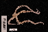  (Ophionereis terba - TOH_0937)  @13 [ ] Copyright (2010) Unspecified Museum Victoria