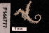  (Ophiothrix caespitosa - TOH_0947)  @13 [ ] Copyright (2010) Unspecified Museum Victoria