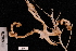  (Asteroschema tubiferum - TOH_0992)  @12 [ ] Copyright (2010) Unspecified Museum Victoria