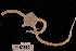  (Ophiochiton - TOH_597)  @13 [ ] Copyright (2010) Unspecified Museum Victoria