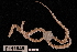  (Ophiochiton sp. MoV 5498 - TOH_605)  @11 [ ] Copyright (2010) Unspecified Museum Victoria