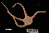  (Ophionereis fasciata - TOH_625)  @11 [ ] Copyright (2010) Unspecified Museum Victoria