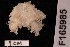  (Ophiothrix crassispina - TOH_637)  @11 [ ] Copyright (2010) Unspecified Museum Victoria