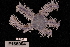  (Ophiothrix lineocaerulea - TOH_638)  @13 [ ] Copyright (2010) Unspecified Museum Victoria
