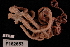  (Ophiocreas oedipus - TOH_667)  @15 [ ] Copyright (2010) Unspecified Museum Victoria