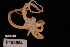  (Astroceras - TOH_668)  @11 [ ] Copyright (2010) Unspecified Museum Victoria