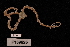  (Ophionereis dubia - TOH_720)  @13 [ ] Copyright (2010) Unspecified Museum Victoria