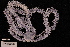  (Macrophiothrix koehleri - TOH_722)  @11 [ ] Copyright (2010) Unspecified Museum Victoria