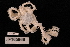  (Ophiogymna pellicula - TOH_726)  @11 [ ] Copyright (2010) Unspecified Museum Victoria