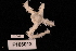  (Macrophiothrix capillaris - TOH_730)  @11 [ ] Copyright (2010) Unspecified Museum Victoria