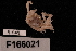  (Ophiothrix ciliaris - TOH_731)  @13 [ ] Copyright (2010) Unspecified Museum Victoria