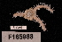  (Ophiothrix foveolata - TOH_732)  @11 [ ] Copyright (2010) Unspecified Museum Victoria