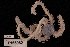  (Macrophiothrix martensi - TOH_733)  @11 [ ] Copyright (2010) Unspecified Museum Victoria