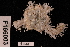 (Ophiothrix melanosticta - TOH_734)  @11 [ ] Copyright (2010) Unspecified Museum Victoria