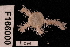  (Ophiothrix sp. MoV 5727 - TOH_736)  @11 [ ] Copyright (2010) Unspecified Museum Victoria