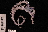  (Ophiothrix striolata - TOH_737)  @13 [ ] Copyright (2010) Unspecified Museum Victoria