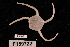  (Ophioplinthus accomodata - TOH_750)  @13 [ ] Copyright (2010) Unspecified Museum Victoria