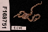  (Ophionereis cf. terba - TOH_762)  @11 [ ] Copyright (2010) Unspecified Museum Victoria