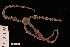  (Ophionereis porrecta - TOH_765)  @11 [ ] Copyright (2010) Unspecified Museum Victoria