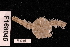  (Ophiocnemis - TOH_781)  @13 [ ] Copyright (2010) Unspecified Museum Victoria