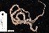  (Ophiothrix smaragdina - TOH_851)  @11 [ ] Copyright (2010) Unspecified Museum Victoria