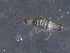  (Seira delamarei - 11975-G09)  @13 [ ] CreativeCommons - Attribution Non-Commercial Share-Alike (2011) David Porco ECODIV lab, Universite de Rouen