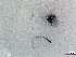  (Ecitophora cf. comes - cvb435pho003)  @11 [ ] No Rights Reserved  Christoph von Beeren TU Darmstadt